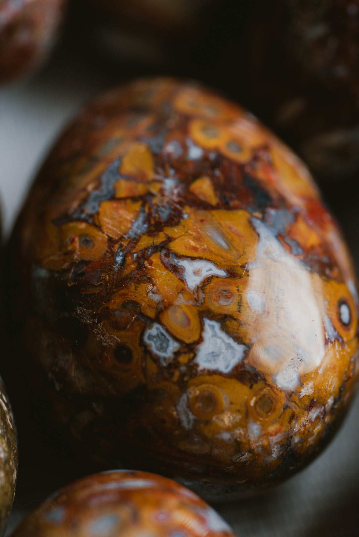 Fossilized Palm Root Egg Pocket Crystal – Ancient Stone for Grounding, Protection, and Inner Strength