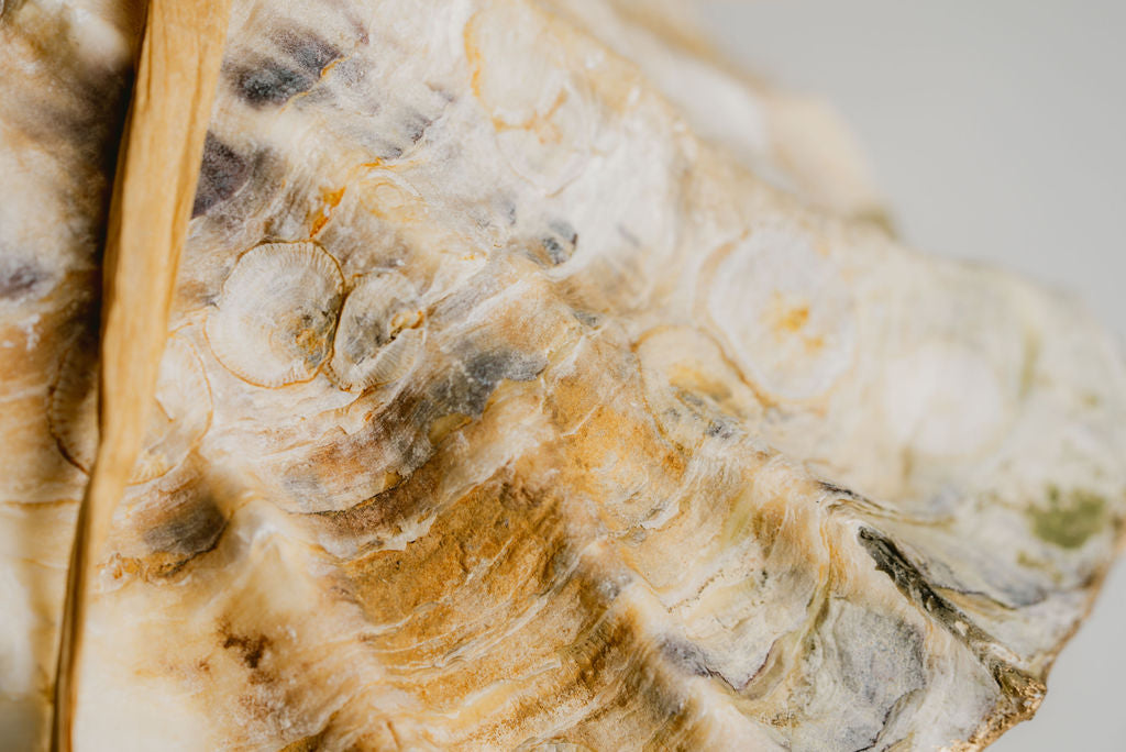 Oyster Shell Ring Dish – Decorative Shell-Shaped Dish for Rings and Small Treasures