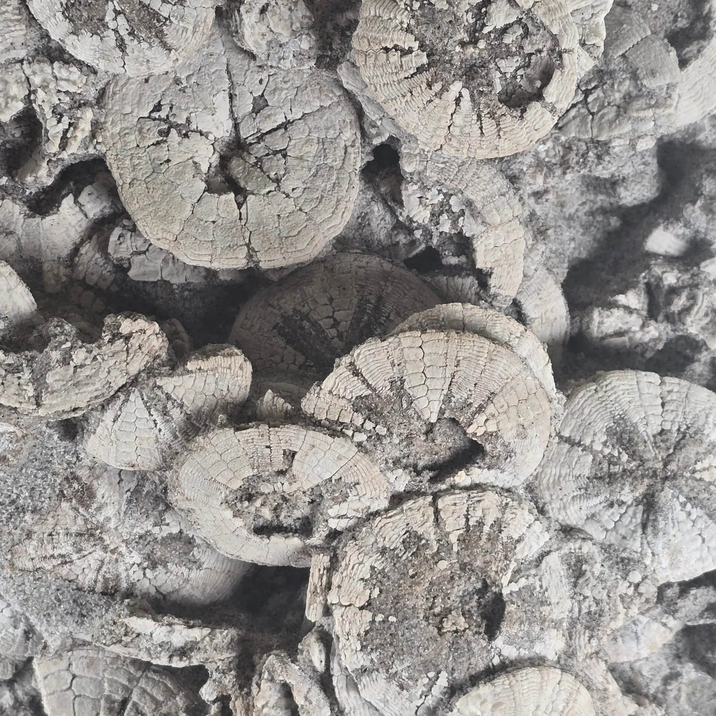 Ancient Tide Heliophora Fossil Cluster – Decorative Stand for Coastal Spaces and Collectors
