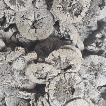 Ancient Tide Heliophora Fossil Cluster – Decorative Stand for Coastal Spaces and Collectors