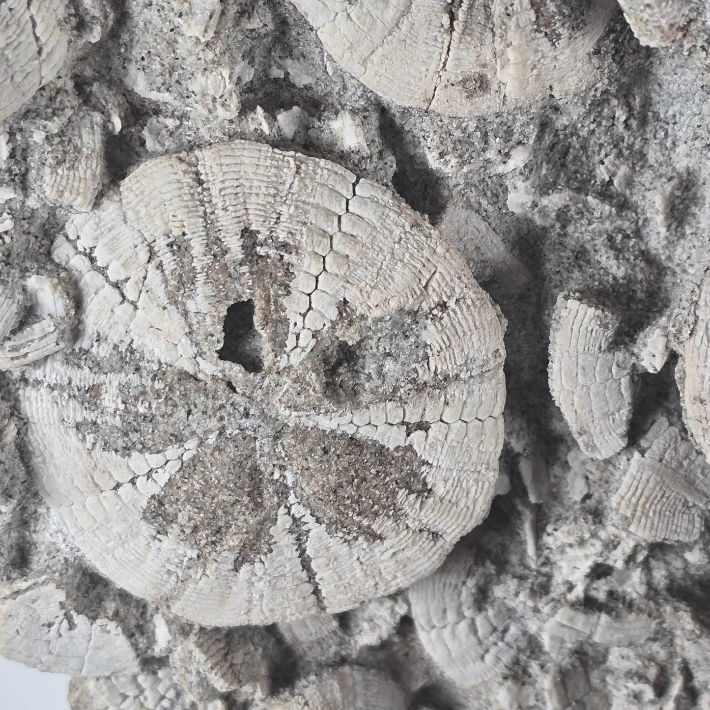 Ancient Tide Heliophora Fossil Cluster – Decorative Stand for Coastal Spaces and Collectors