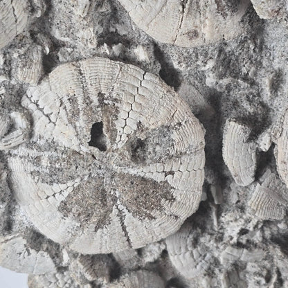 Ancient Tide Heliophora Fossil Cluster – Decorative Stand for Coastal Spaces and Collectors