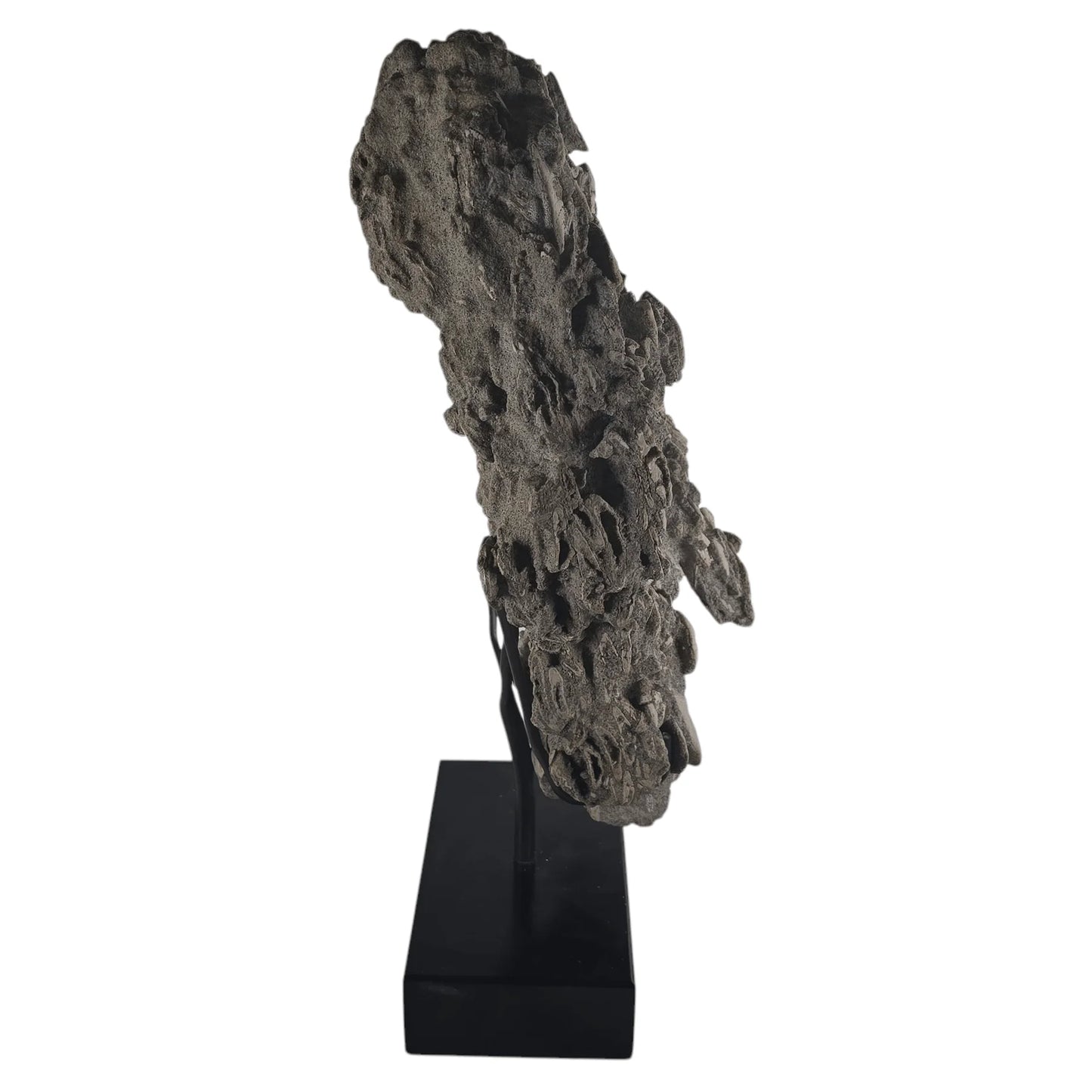 Ancient Tide Heliophora Fossil Cluster – Decorative Stand for Coastal Spaces and Collectors
