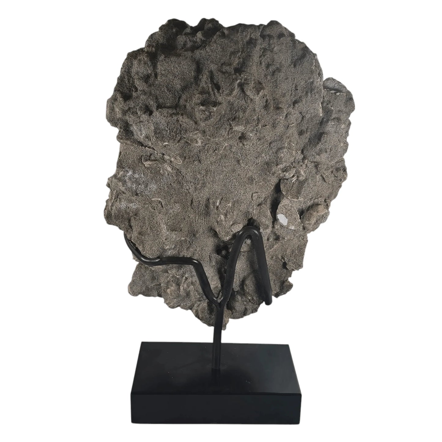 Ancient Tide Heliophora Fossil Cluster – Decorative Stand for Coastal Spaces and Collectors