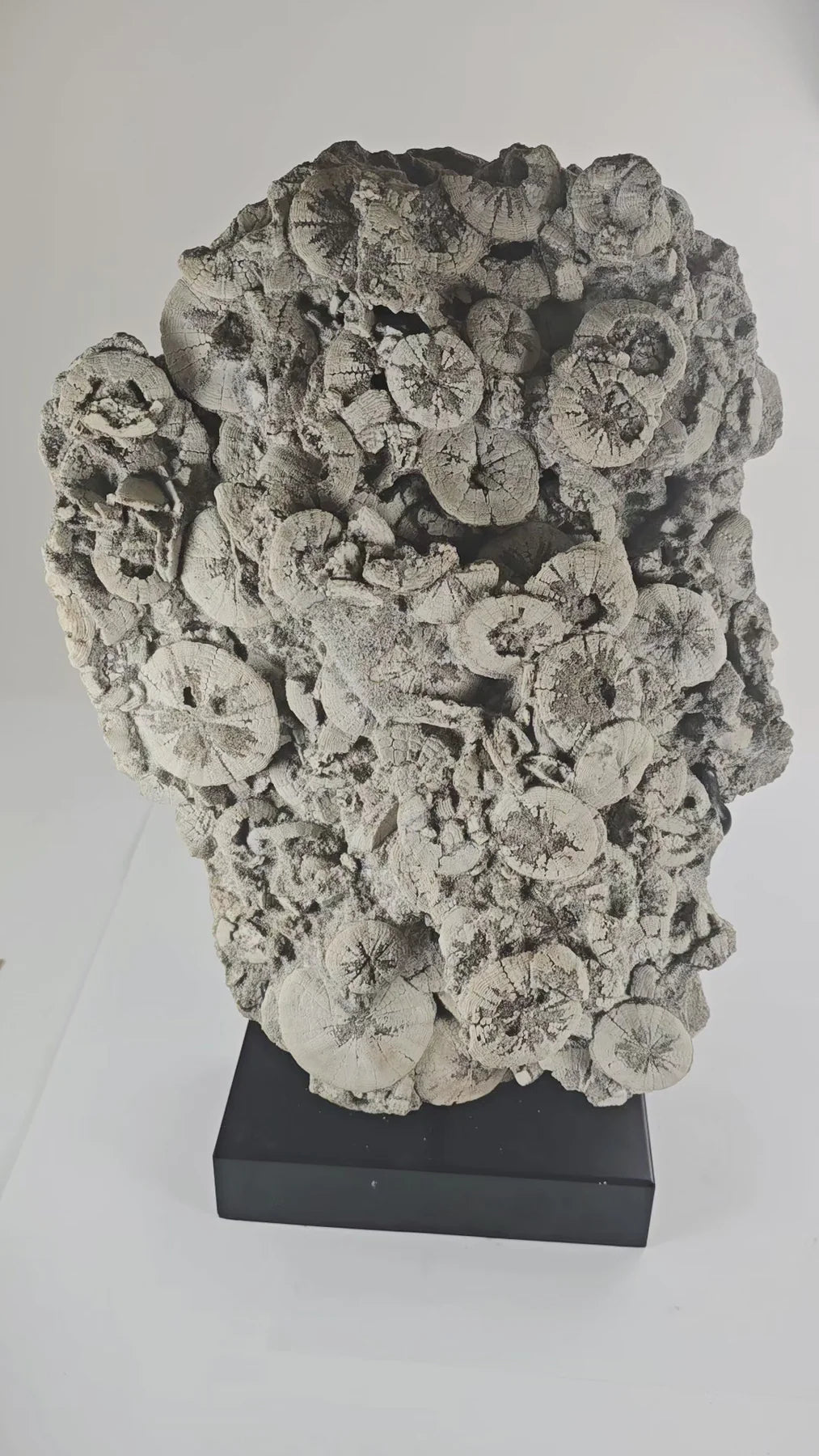 Ancient Tide Heliophora Fossil Cluster – Decorative Stand for Coastal Spaces and Collectors