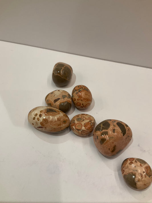Petrified Coral Pocket Crystal