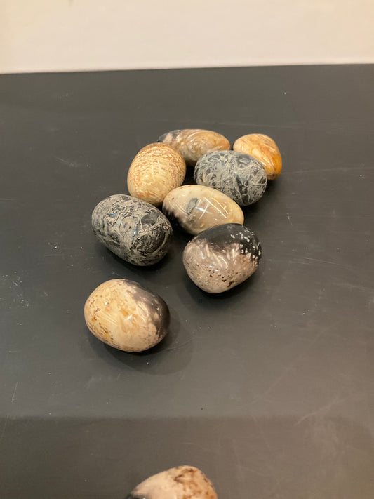 Fossilized Palm Agate Egg Pocket Crystal