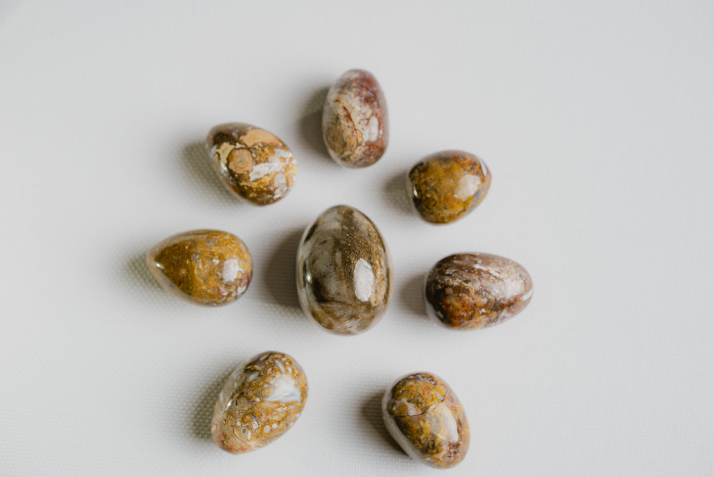 Agatized Moth Carapace Stone Egg Pocket Crystal – Rare Fossil for Ancestral Connection and Organic Beauty