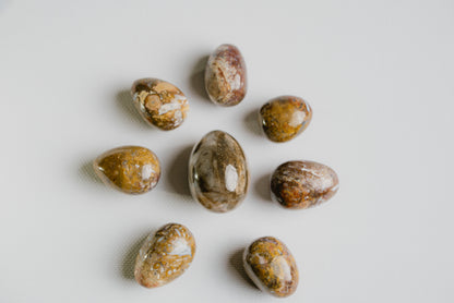 Agatized Moth Carapace Stone Egg Pocket Crystal – Rare Fossil for Ancestral Connection and Organic Beauty