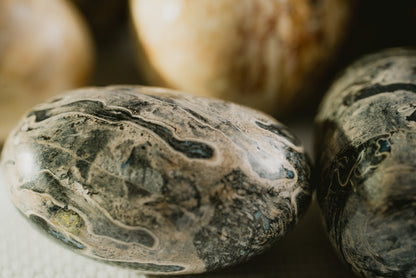 Agatized Moth Carapace Stone Egg Pocket Crystal – Rare Fossil for Ancestral Connection and Organic Beauty