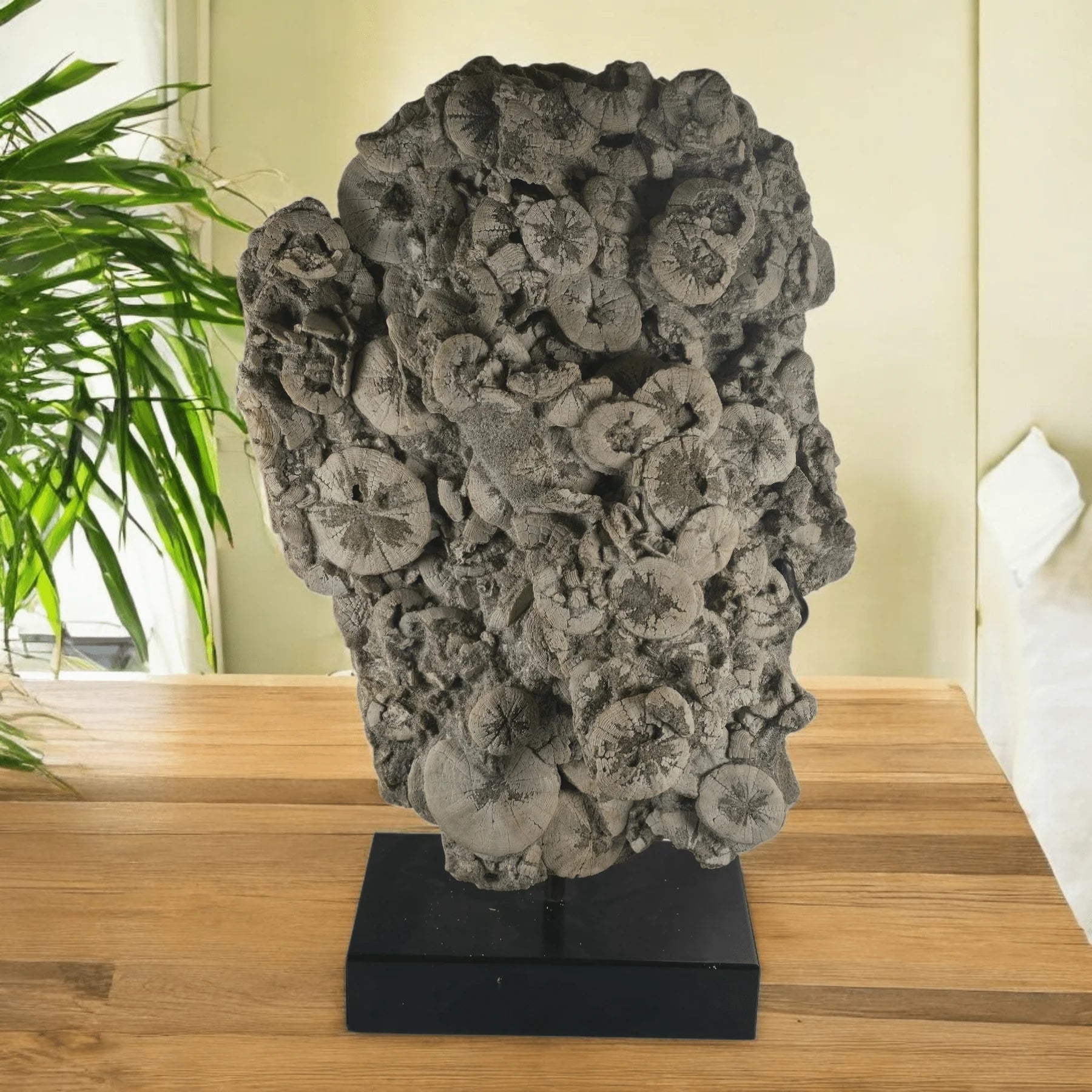 Decorative-Stand-for-Coastal-Spaces-and-Collectors