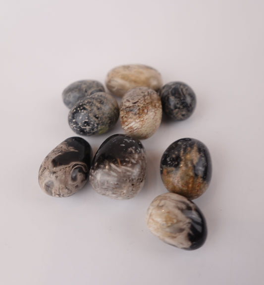 Fossilized Palm Agate – Egg-Shaped Pocket Crystal for Grounding and Stability