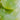 Jade Mini Disc – Mini Jade Disc for Protection, Love, and Timeless Elegance
