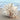 Natural Jewel Box Shell