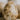Petrified Coral Pocket Crystal – Natural Fossil for Stability, Grounding, and Earth Connection