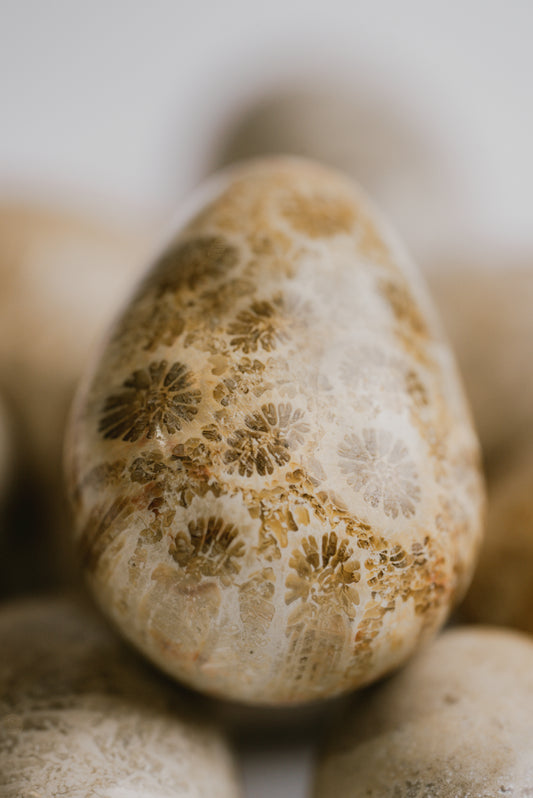 Petrified Coral Pocket Crystal – Natural Fossil for Stability, Grounding, and Earth Connection