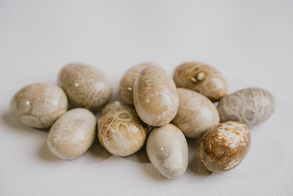 Petrified Coral Pocket Crystal – Natural Fossil for Stability, Grounding, and Earth Connection