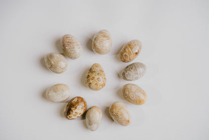 Petrified Coral Pocket Crystal – Natural Fossil for Stability, Grounding, and Earth Connection